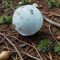 White spherical object on a forest floor with pine needles and small plants