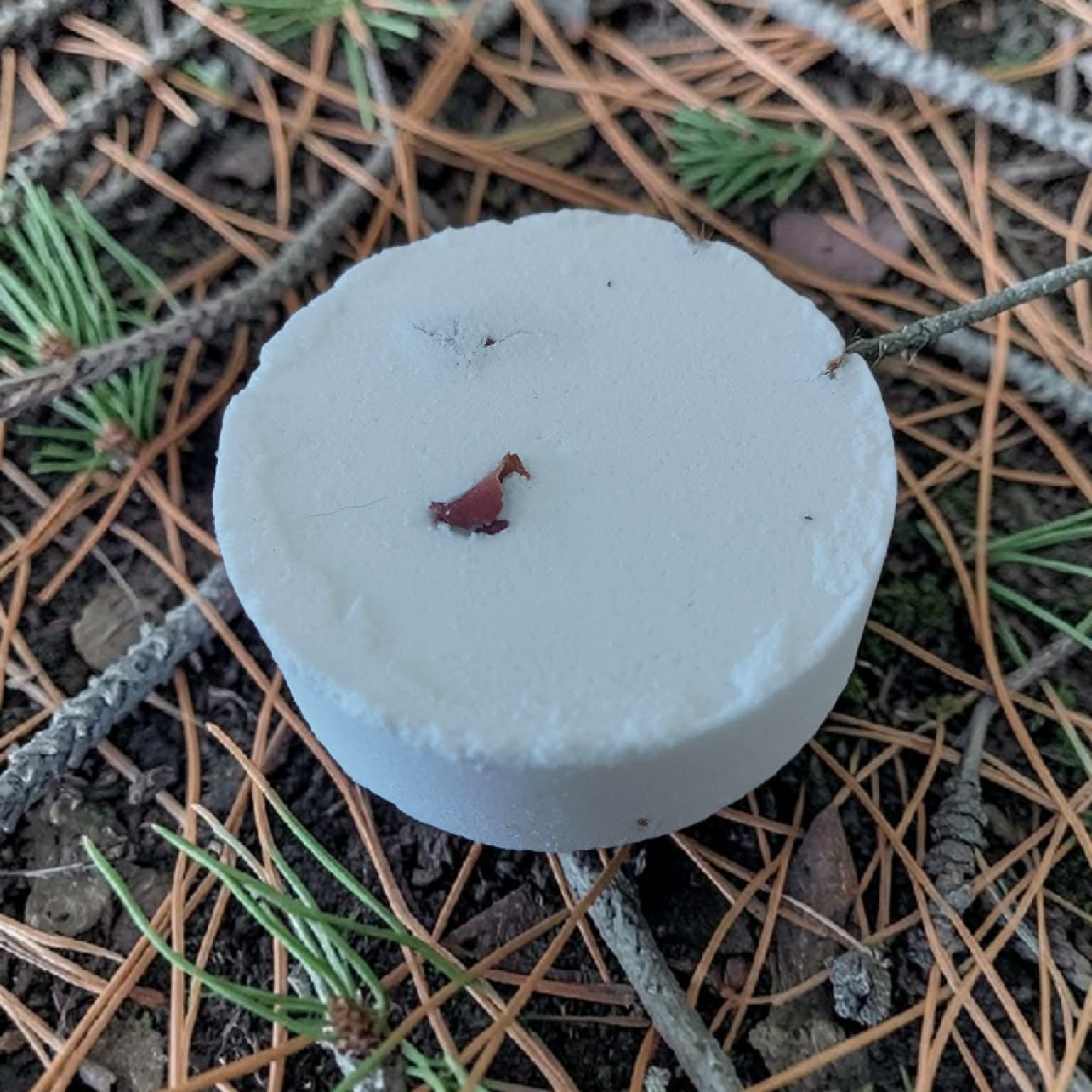 White cylindrical object on a ground covered with pine needles and twigs
