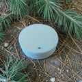 Round white object on the ground with pine needles and branches in the background