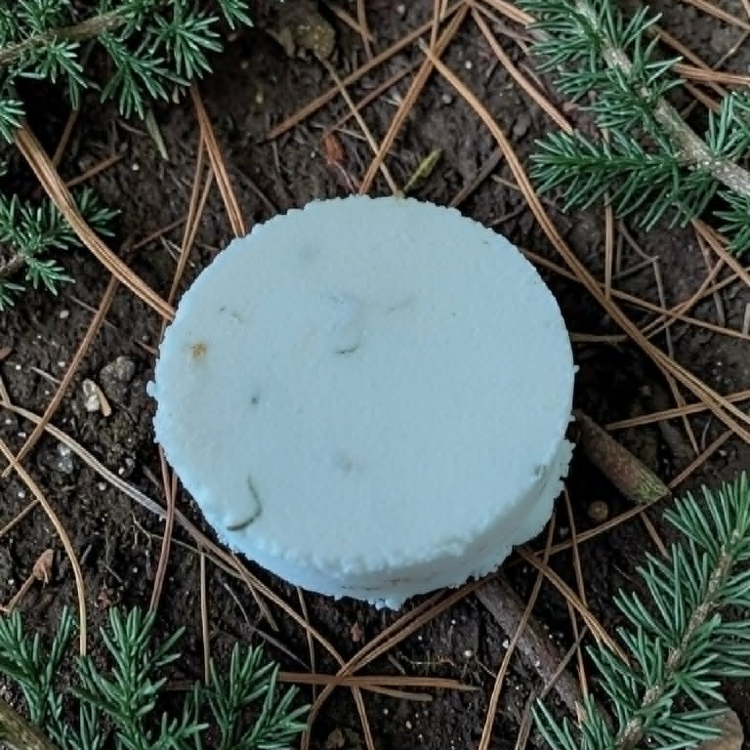 Light blue cap of a mushroom on the forest floor with pine needles and twigs.